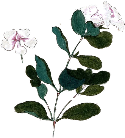 A watercolor of the Madagascar periwinkle in flower